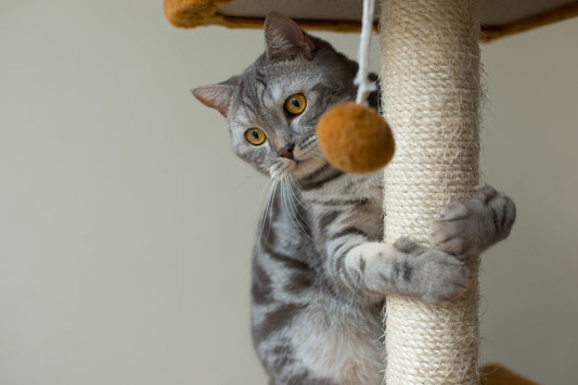 Cat Towers and Scratching Posts: Creating a Cat-Friendly Home