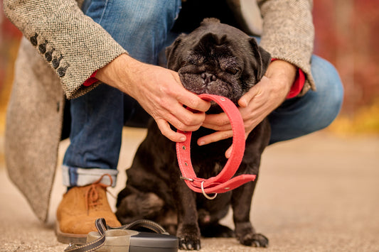 Choosing the Perfect Collar and Leash for Your Pet: A Comprehensive Guide