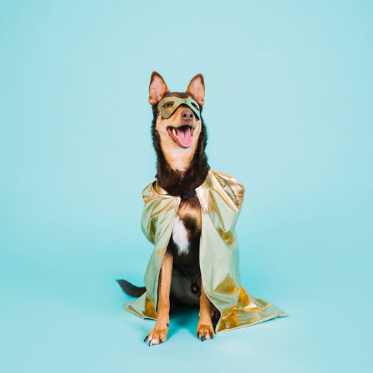 The Latest Trends in Pet Fashion: Dressing up your Furry Friends