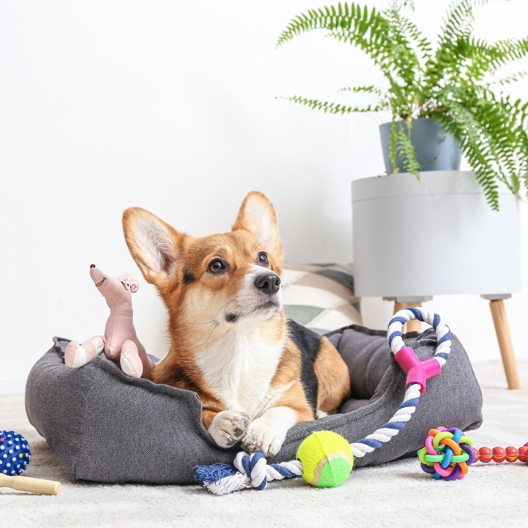 Must-Have Pet Accessories for Happy and Healthy Pets